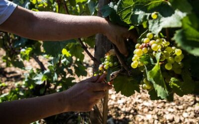 Un ddl per “sdoganare” la produzione di vini Doc e Docg con uve da vitigni Piwi: una misura molto attesa dai viticoltori