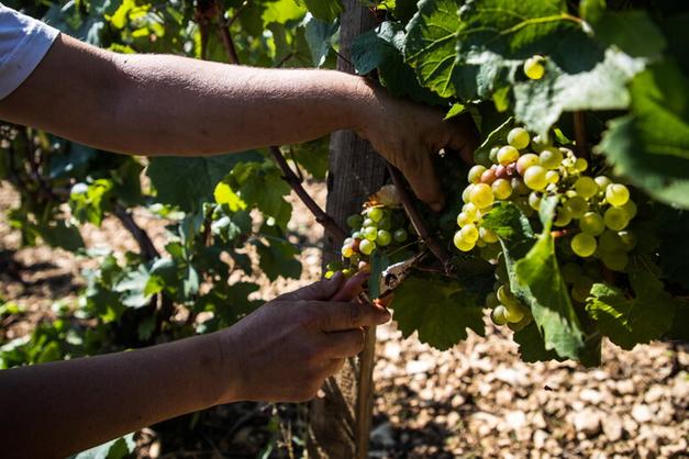 Un ddl per “sdoganare” la produzione di vini Doc e Docg con uve da vitigni Piwi: una misura molto attesa dai viticoltori